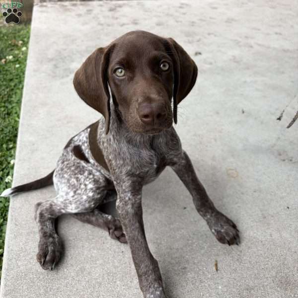 Betty, German Shorthaired Pointer Puppy